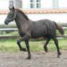schoen