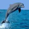 delfinen64
