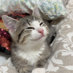 image of MinoBaby