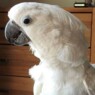 kakkadue2007