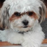 algot