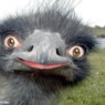 elisapigen