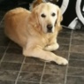 GoldenLover