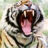 Tigerrrr