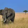 elefant19