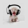 Karrykilling