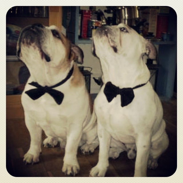 f4319b8eec97d11c63850d5414039ad9.jpg?1405294229