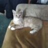 catmusse26