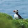peturmartin