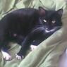ALittleCat