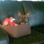 Bassebuller