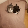 smukkemila
