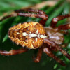 korsedderkop