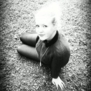 blowy