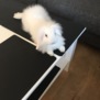 Lunaunicorn