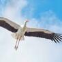 BBirgit