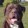 BigBullDog