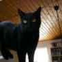 ofelia