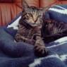 LEIFNYGAARD