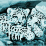 LeopardOGKatten