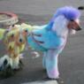 puddelmor