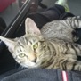kattensofus