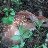 bambi53