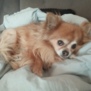 Pusse123456