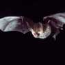 annemajs