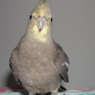 SirBoss