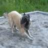 kibo
