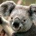 koalaen01
