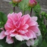 lise364