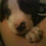 tippy2008