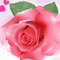 bhf38