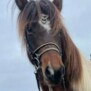 Odin2