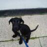 Harzi