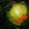 Maltimere