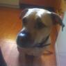 joel