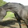 rollo2007