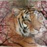 anifan