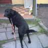 sulo2