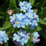 blomst71