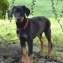 Dobermann72
