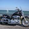 harley67