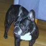 Hedvig2008