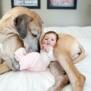 GreatDane