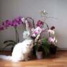 Gismo45