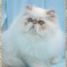 duchess22