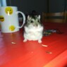 hamsterpigen